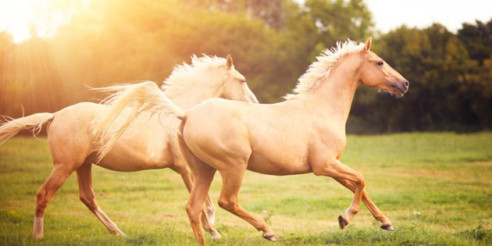 Kennen Sie den Traum eines Pferdes?