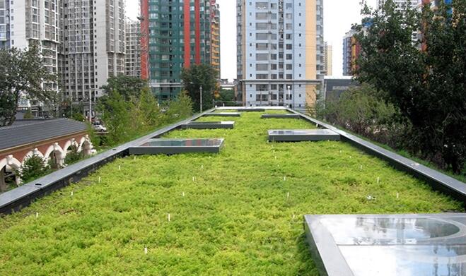 Le casse del tetto verde vengono promosse in tutto il mondo!
