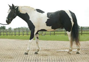 شبكات حوض الخيول ، شبكة التحكم في الطين Paddock ، حلول لحقول الرعي الموحلة ، حلول لحقول الرعي الموحلة