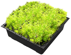 Green Roof Trays, Green Roof Modular Tray System, Green Roof Modules, Green Roofs