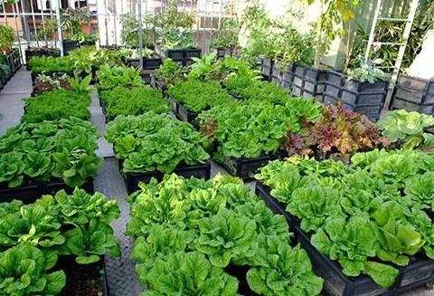 ¿Cuáles son los beneficios de un jardín en la azotea?