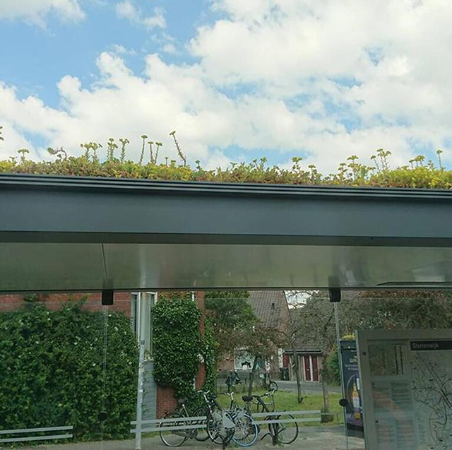 Holland Turns Over 300 Bus Stops into Green Roof Ecosystems for Bees