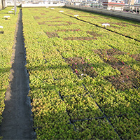 La rivoluzione verde: trasformare i paesaggi urbani con sistemi di tetti verdi modulari