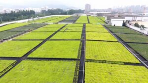 De groene revolutie: stedelijke landschappen transformeren met modulaire groendaksystemen