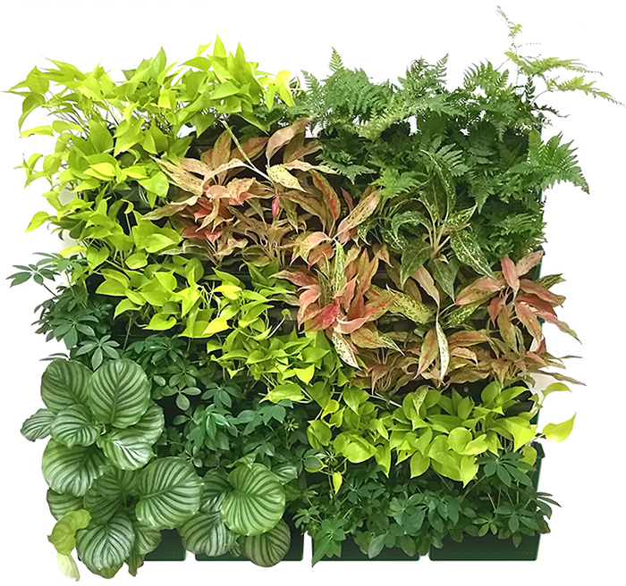 Green Wall Trays, Vertical Green Wall, Planted Wall Trays, Green Wall System