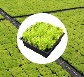 Miljöforskarens guide till att välja växter för gröning på taket