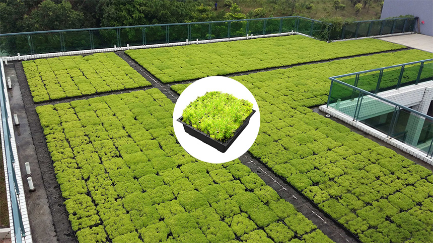 Poznaj podstawy naukowe stojące za wyborem roślin do zazieleniania dachów i dowiedz się o skuteczności tac do zielonych dachów LEIYUAN we wspieraniu zrównoważonych ekosystemów miejskich.