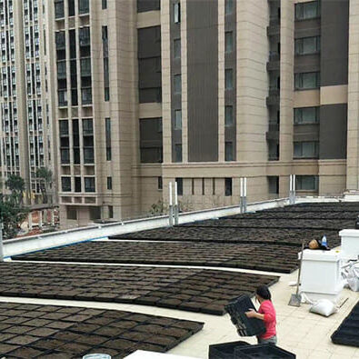 Plateaux de toit vert, modules de toit vert, système de toit vert modulaire, toits verts